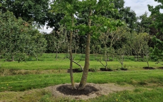 Liquidambar styraciflua