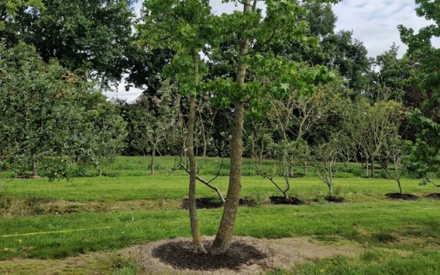 Liquidambar styraciflua