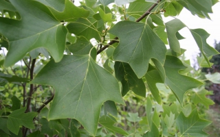 Liriodendron tulipifera blad