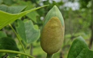 Liriodendron tulipifera