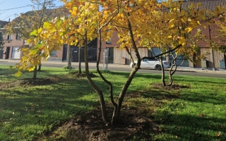 Liriodendron tulipifera