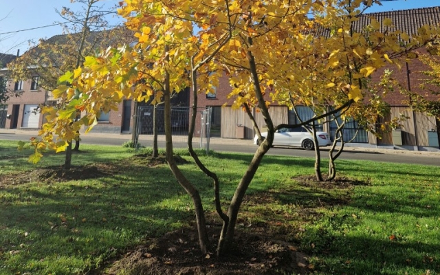Liriodendron tulipifera