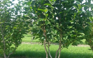 Magnolia kobus meerstammig 250-300