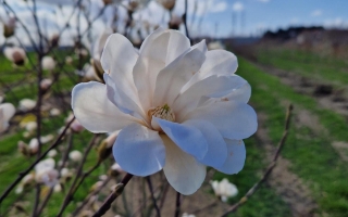 Magnolia kobus bloei