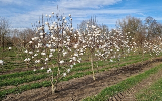 Magnolia kobus 250-300