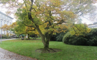 Magnolia soulangeana meerstammig 2 stam