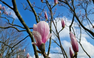 Magnolia soulangeana flower