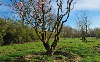 magnolia soulangeana flower