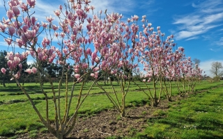 Magnolia Soulangeana flower