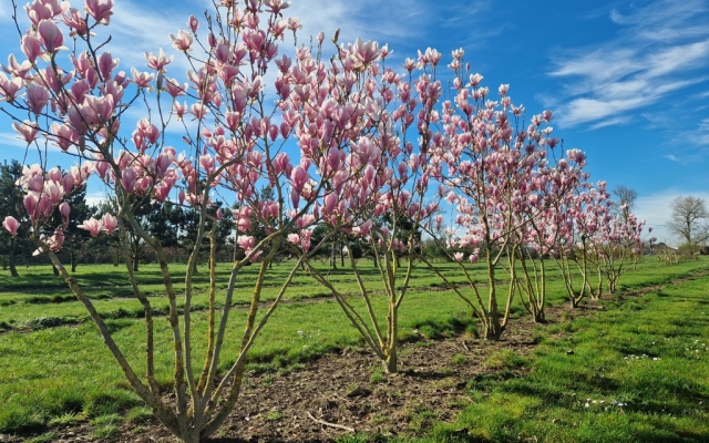 Magnolia soulangeana