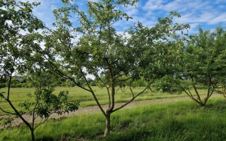 Malus domestica