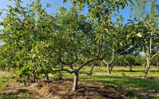 Malus domestica