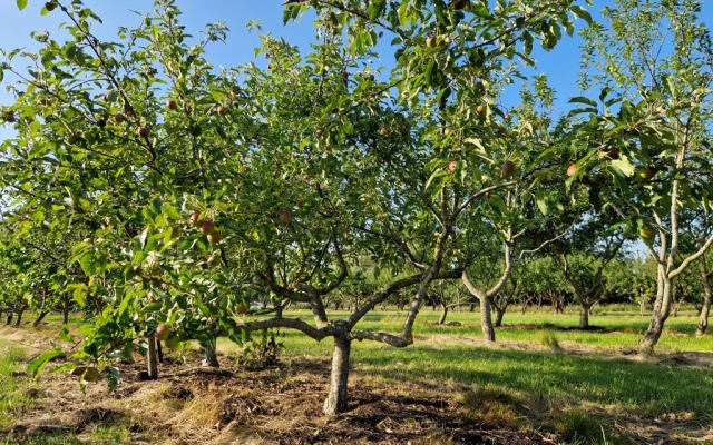 Malus domestica