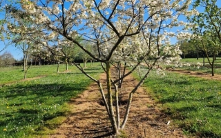 malus evereste (2)