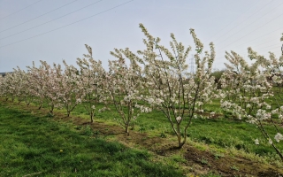 Malus evereste
