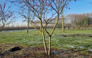 Malus evereste winter
