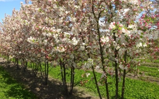 Malus evereste meerstammig 300-350