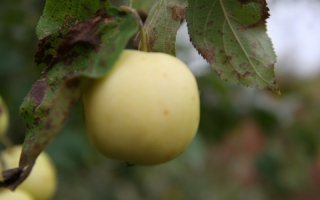 Malus sylvestris appel