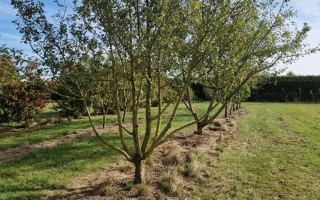 Malus sylvestris (2)