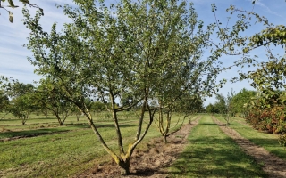 Malus sylvestris (3)