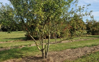 Malus sylvestris