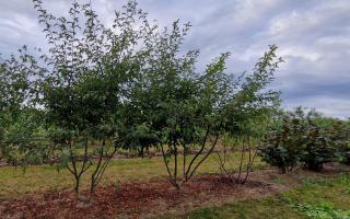 Malus toringo 'Brouwers Beauty' 300-350