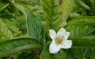 Mespilus germanica bloei