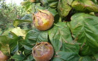 Mespilus germanica vrucht