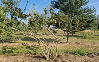 Mespilus germanica