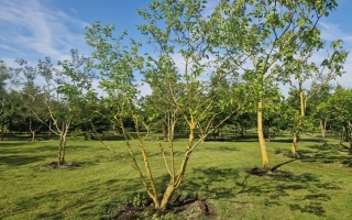 Morus alba