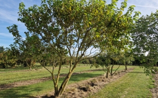 Morus alba
