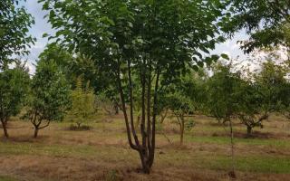 Morus nigra 'Wellington'