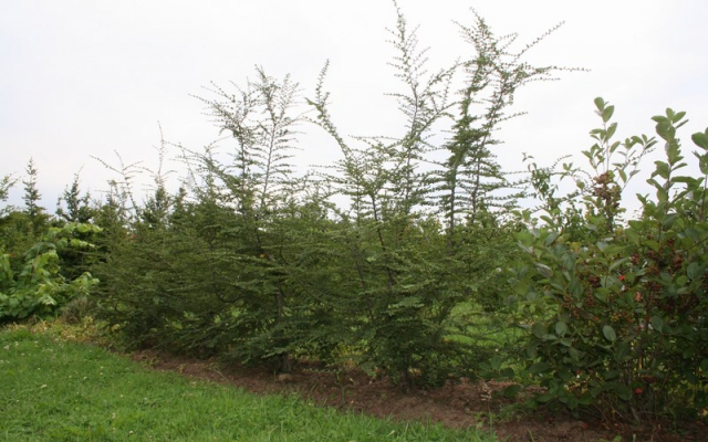 Nothofagus antarctica