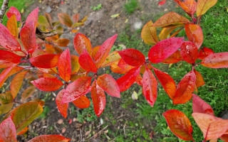 Nyssa sylvatica (2)