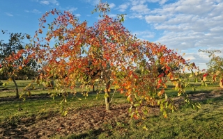 Nyssa sylvatica