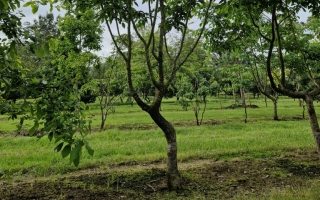Ostrya carpinifolia 1