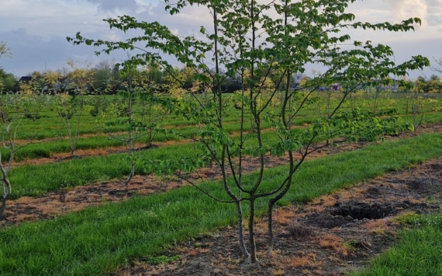 Ostrya carpinifolia