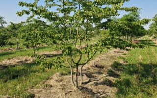 Ostrya carpinifolia