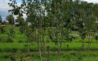 Parrotia persica meerstammig 300-350
