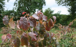 Parrotia persica begin herfstkleur