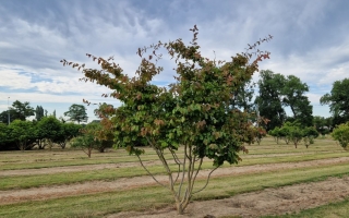 Parrotia persica