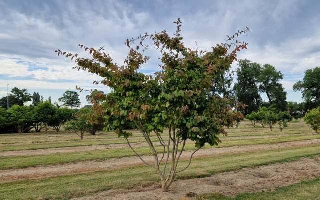 Parrotia persica