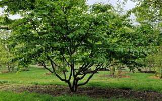 Parrotia persica (2)