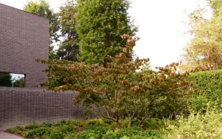 Parrotia persica (3)