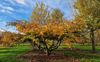 Parrotia persica 4