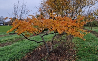 Parrotia persica SOL
