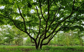Parrotia persica