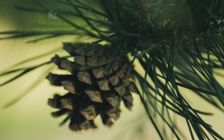 pinus sylvestris