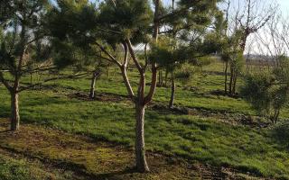 Pinus sylvestris 400-500