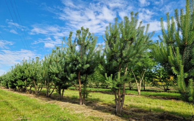 Pinus sylvestris
